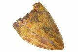 Serrated, Fossil Phytosaur (Redondasaurus) Tooth - New Mexico #294968-1